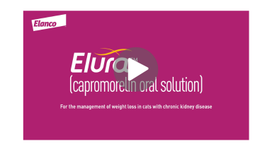 Elura® (capromorelin oral solution) for cats with CKD